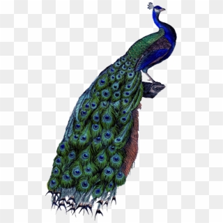 The Peacock Is An Amazing Bird With A Greenish, Iridescent - Peacock Body Parts Clipart