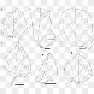 Drawings Of Leaves In Figs A F - Line Art Clipart
