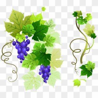 Grapevine Png Free Download - Grape Vine Vector Png Clipart
