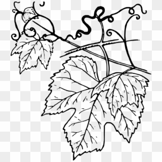 Common Grape Vine Leaf Grape Leaves - Clipart Grape Leaves Black And White - Png Download