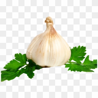 Garlic Png Image - Garlic Clipart