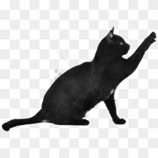 Free Png Download Black Cat Png Images Background Png - Black Cat Transparent Background Clipart