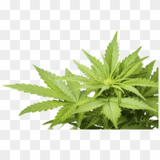 Free Png Images - Weed Png Clipart