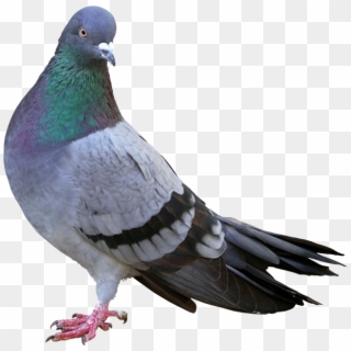 Paloma Png - Google Pigeon Algorithm Clipart