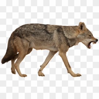 Golden Jackal White Background , Png Download Clipart