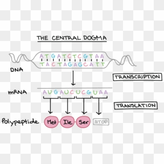 Dna Structure Clipart Genetic Trait - Dna To Mrna To Trna - Png Download