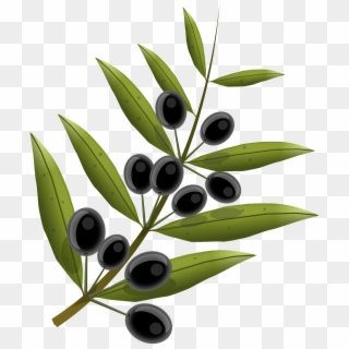 Olives, Fruits, Olive Tree, Oil, Kitchen, Food - Olive Tree Branch Transparent Background Clipart