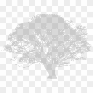 About Bar And The Old Olive Tree - Gray Tree Png Clipart