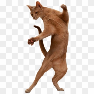 Jump 6 - Cat Dance Gif Png Clipart