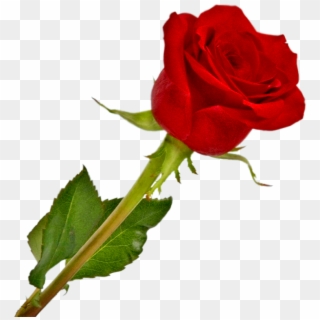 Rosa Vermelha Em Png - Imagens Rosas Em Png Clipart
