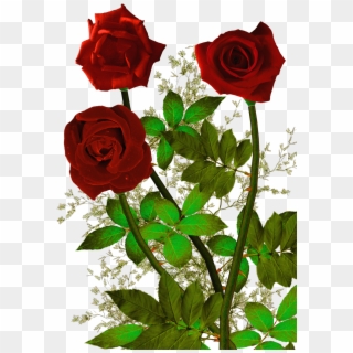 Rosas Rojas Png Clipart
