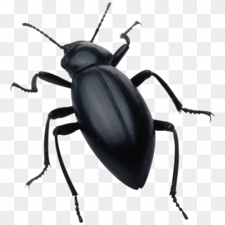 2156 X 2327 10 - Bugs Png Clipart