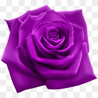 Purple Rose Png Clipart Image - Roses Png Transparent Png
