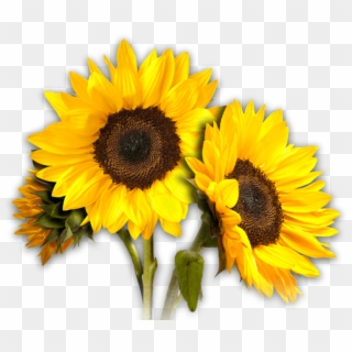 Free Png Sunflower Png Images Transparent - Transparent Background Sunflower Clipart