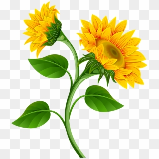 Sunflowers Png Clipart Image - Transparent Background Sunflower Clipart