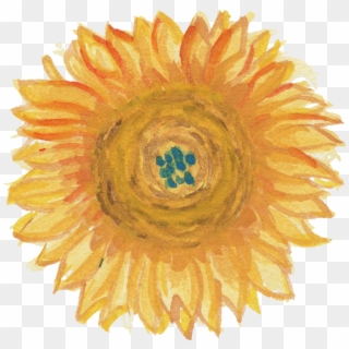Free Download - Transparent Watercolor Sunflowers Clipart