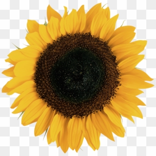 Free Png Download Sunflower Png Images Background Png - Transparent Background Sunflower Transparent Clipart