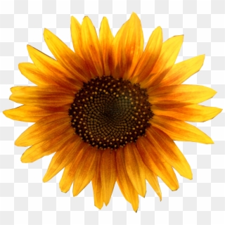 Sunflower Png - Hoa Hướng Dương Vector Clipart
