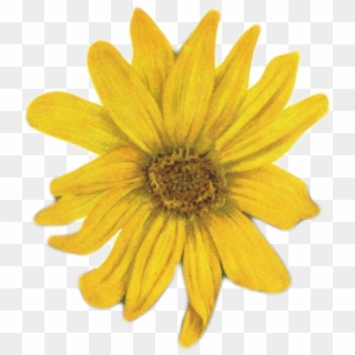 1151 X 1289 4 - Yellow Flower Tumblr Png Clipart