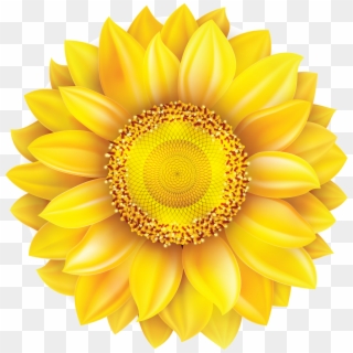 Common Sunflower Pixel - Sunflower Image On White Background Clipart
