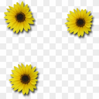Download Picture Sunflower - Sunflower Clipart