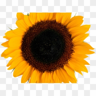 Sunflowers Png Transparent Images - Amelia Center Clipart