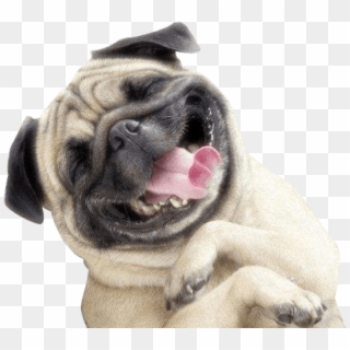 Free Png Download Pug Smile Png Images Background Png - Pug Smile Clipart