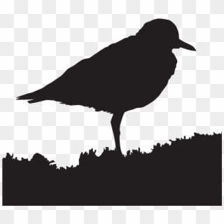 Mountain Plover - Crow Clipart