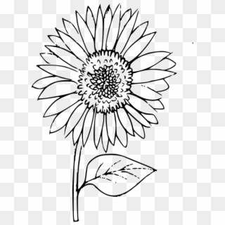 Sunflower Outline Clipart