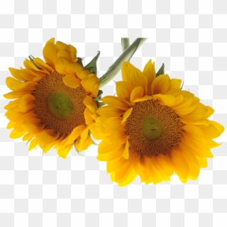 Sunflowers - ดอกไม้ พื้น หลัง สี ขาว สวย ๆ Clipart