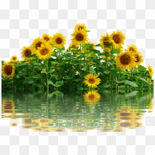 Sunflower, Sun, Summer, Nature, Yellow Flower, Flower - Imagem De Girassol Em Png Clipart