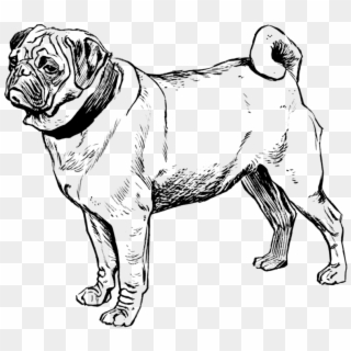 Pug Drawing T - Realistic Pug Coloring Pages Clipart