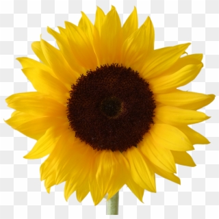Picture Royalty Free Free Clipart Download Wallpaper - Sunflower Png Transparent Png