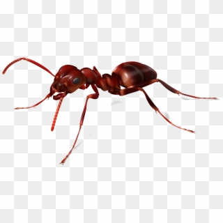 Ant Png Image - Ant Transparent Background Clipart