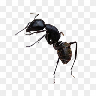 Ant Transparent Images - Hormiga Culona Png Vector Clipart