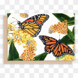 Monarch Butterfly Note Cards With White Background - Monarch Butterfly Clipart