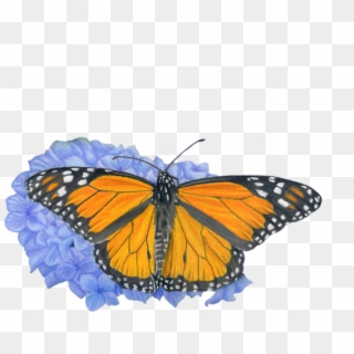 Bleed Area May Not Be Visible - Monarch Butterfly Transparent Background Clipart