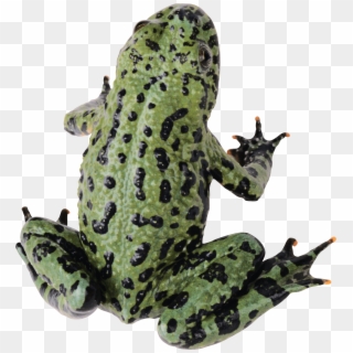 Green Frog - Frog With Clear Background Clipart