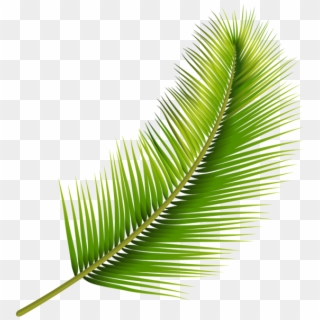 Palm Leaf Png Transparent Image - Pond Pine Clipart