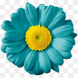 Gerber Daisies, Eclipse Lunar, Daisy, Clip Art, Digital - Teal And Yellow Flowers - Png Download