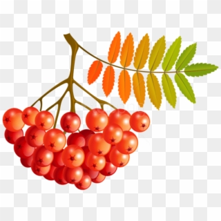 Free Png Download Fall Mountain Ash Fruits Clipart - Seedless Fruit Transparent Png