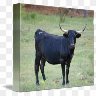Black Cow By Rd Erickson - Black Cow Clipart