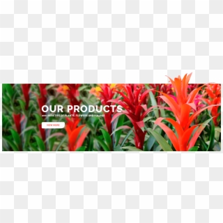 Our Products Hv Min - Bromeliads Clipart