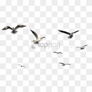 Free Png Flying Bird Bird Png Image With Transparent - Flying Bird Bird Png Clipart