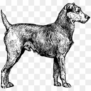 Irish Wolfhound Irish Terrier Yorkshire Terrier Siberian - Black Irish Terrier Png Clipart