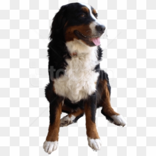 Free Png Download Cute Dog Png Images Background Png - Bernese Mountain Dog No Background Clipart