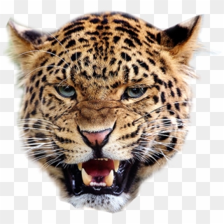 Leopard Png Image - Leopard Face Png Clipart