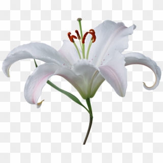 Lilium Png - Fleur De Lys Blanche Png Clipart