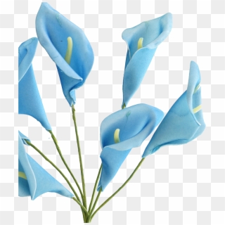 Calla Lily Png - Lily Clipart