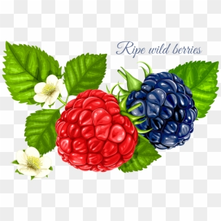 Raspberry Clipart Wild Berry - Raspberry Illustration Png Transparent Png